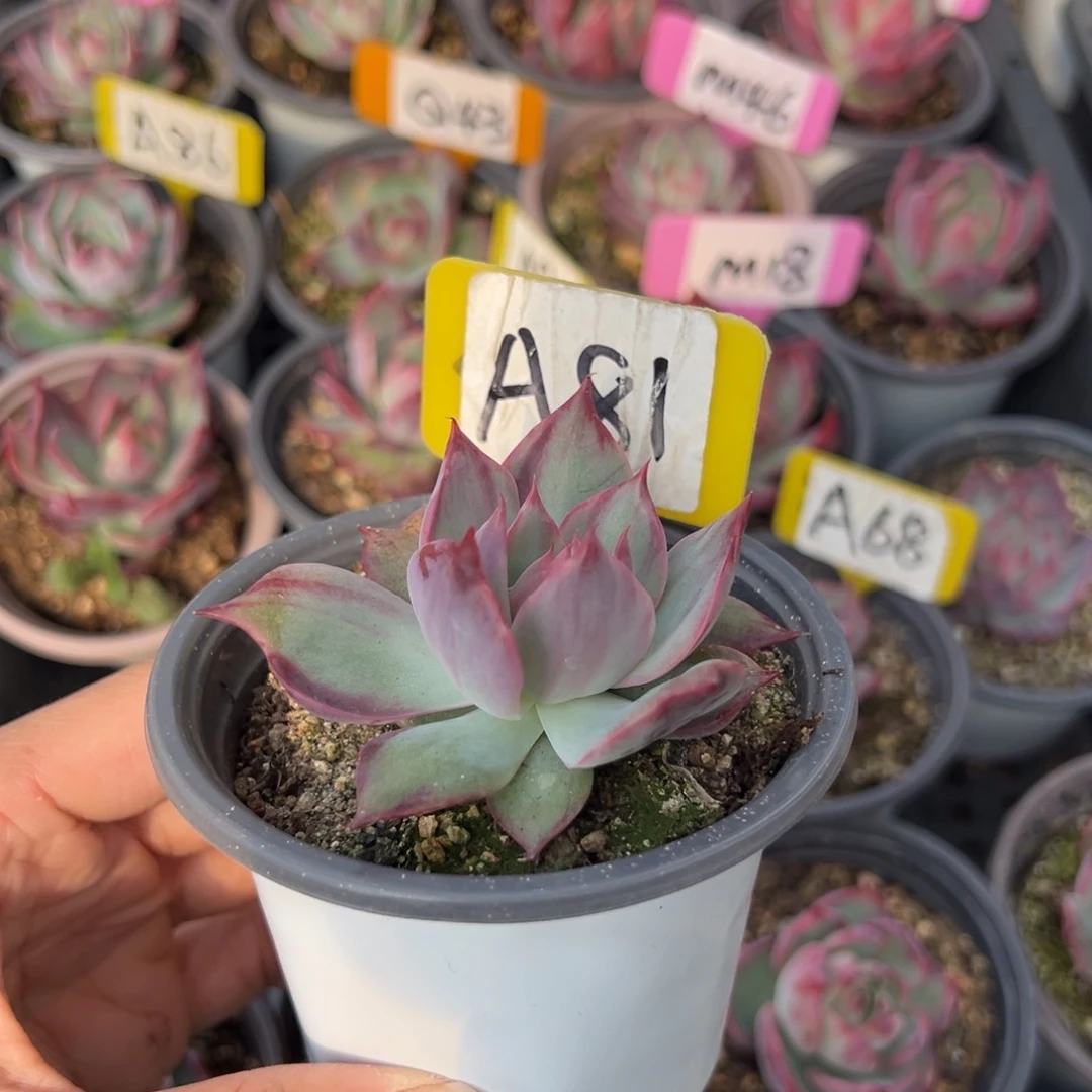 @****）A81惊鸿单头多肉