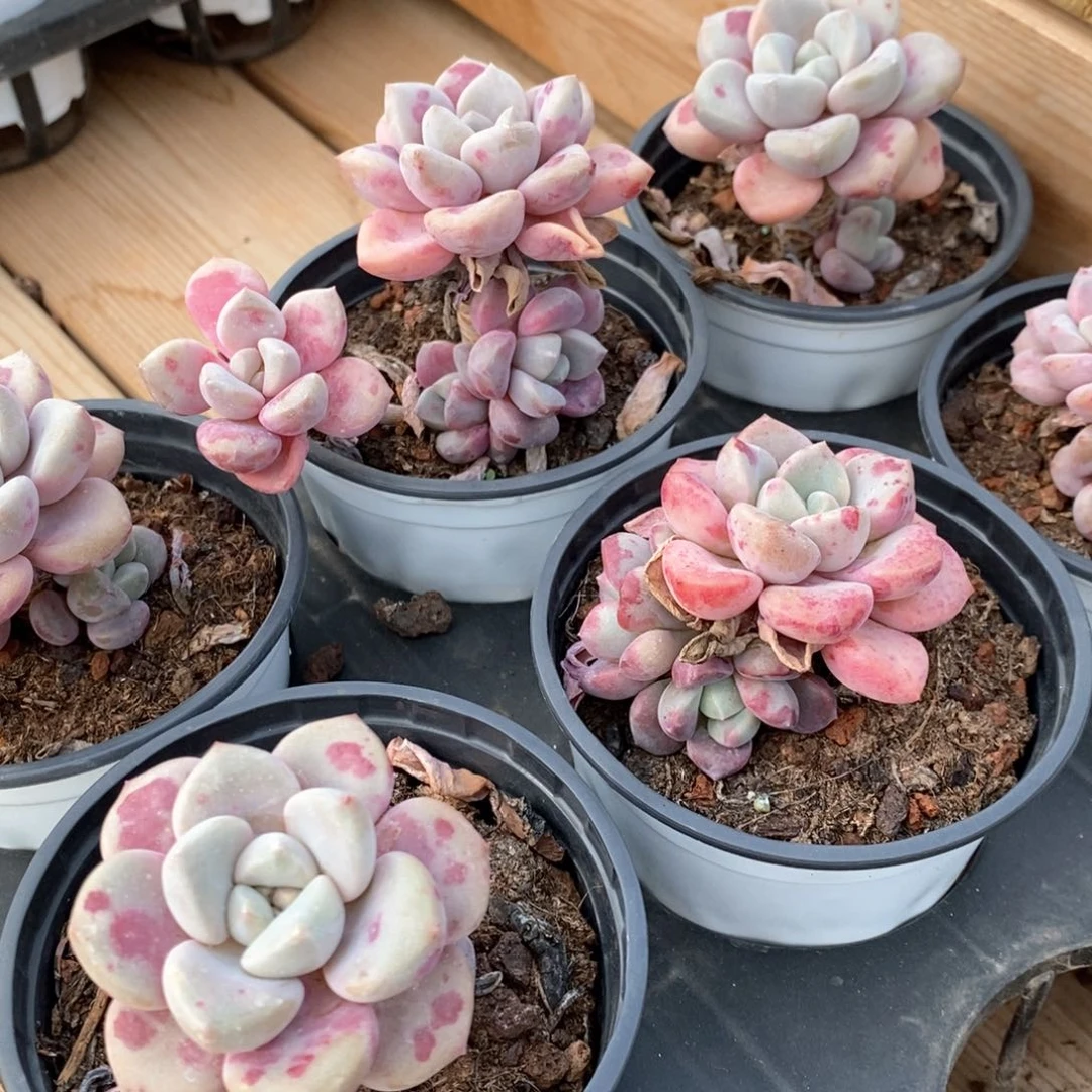 60白鹭小老桩 福利多多