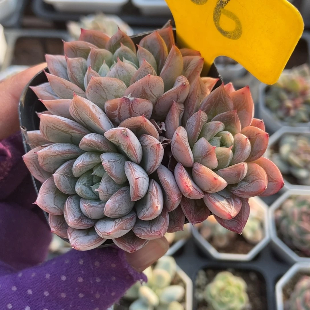 906爱沙公主多肉植物