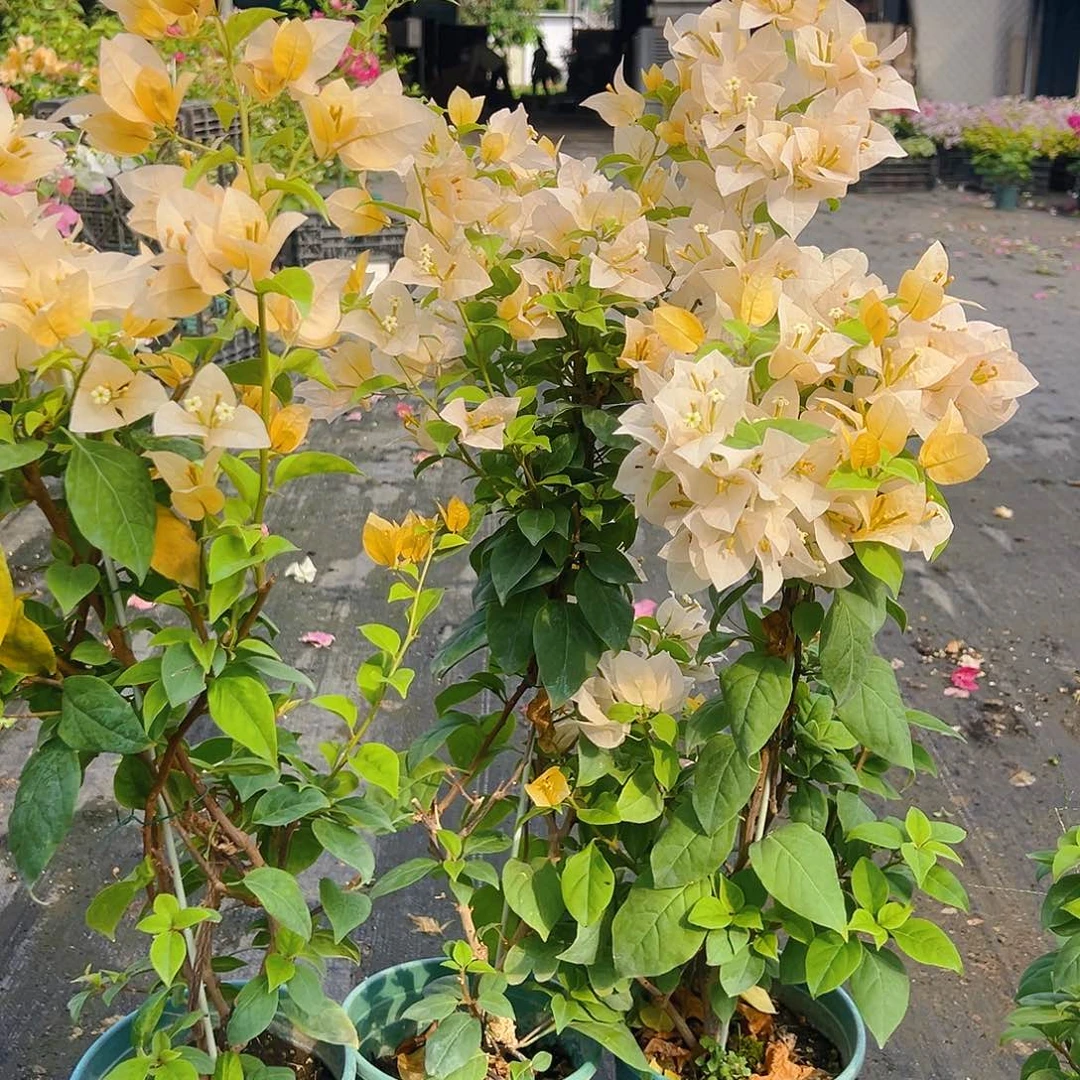 大部分花苞少量开放苏瓦娜带竹一颗