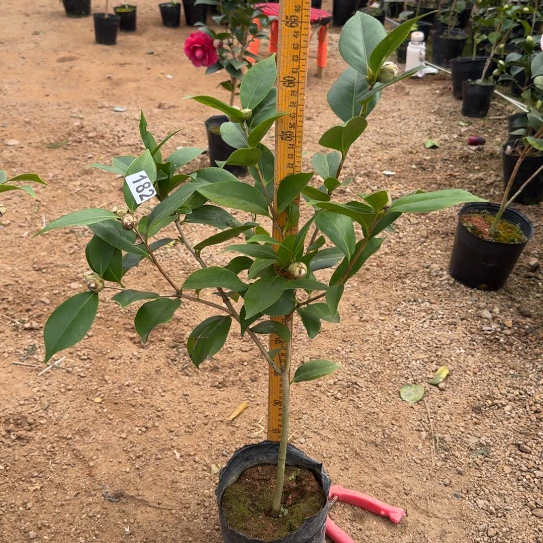 少量花朵（建议范围：2朵-5朵 或40%以下）182墨川