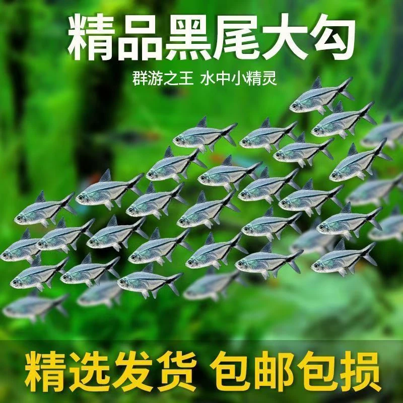 黑尾大勾小型热带观赏鱼群游耐活适合草缸混养