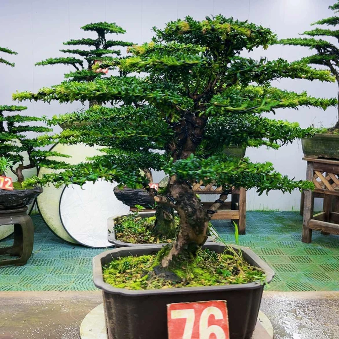 【闪购商品】无花朵