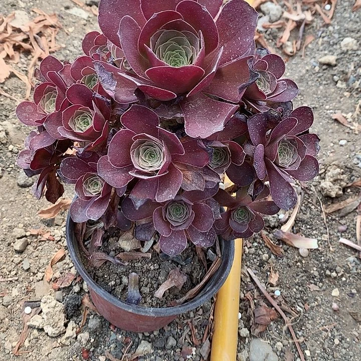 818魅金多肉植物