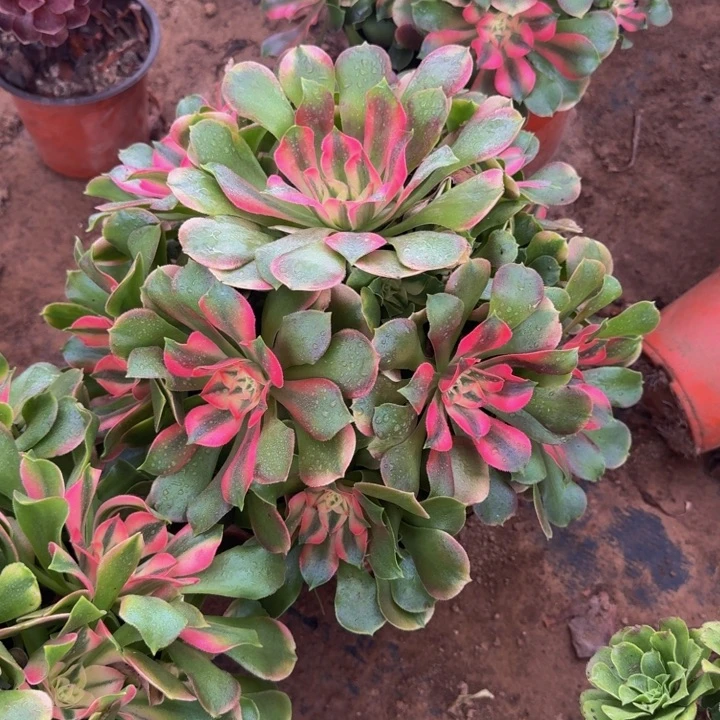 香妃一颗一箱22.8