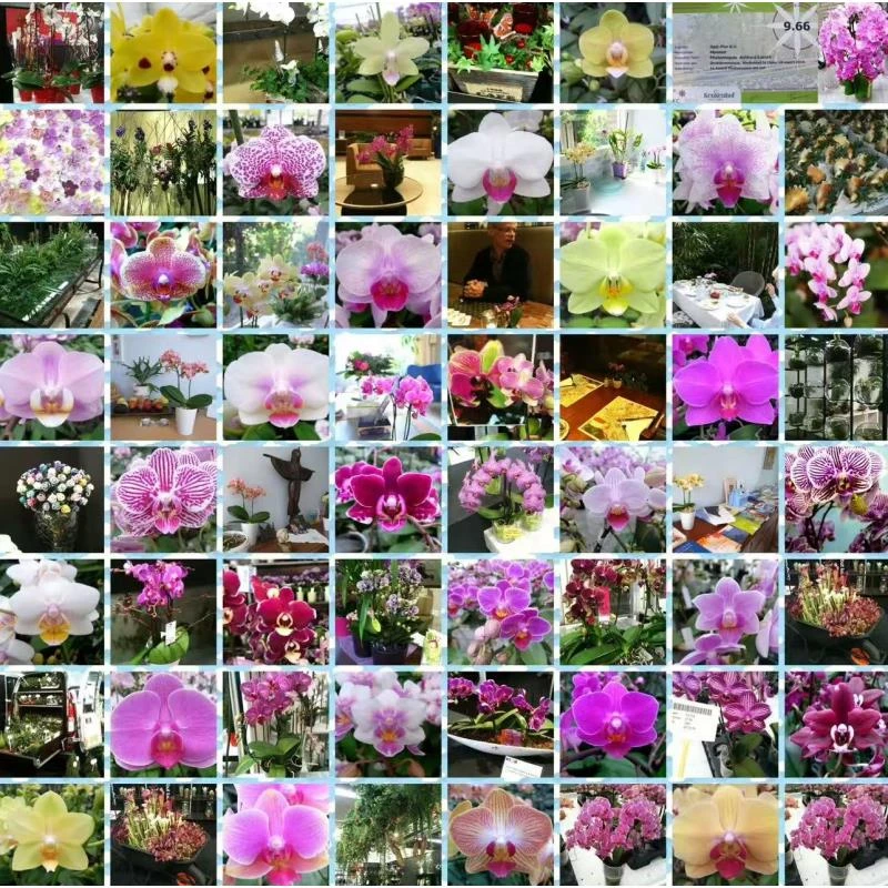 5棵新苗 残次苗  破损苗 苗情差 黄叶 冻伤  介意勿拍 不售后