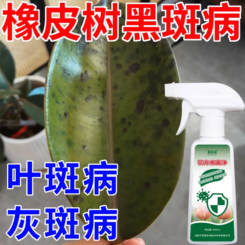 橡皮树黑斑病专用肥料灰斑病叶斑病炭疽病黄叶落叶枯叶绿植营养液