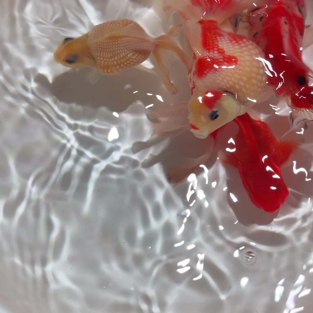 金鱼金鱼冷水鱼皮实耐活包邮到家