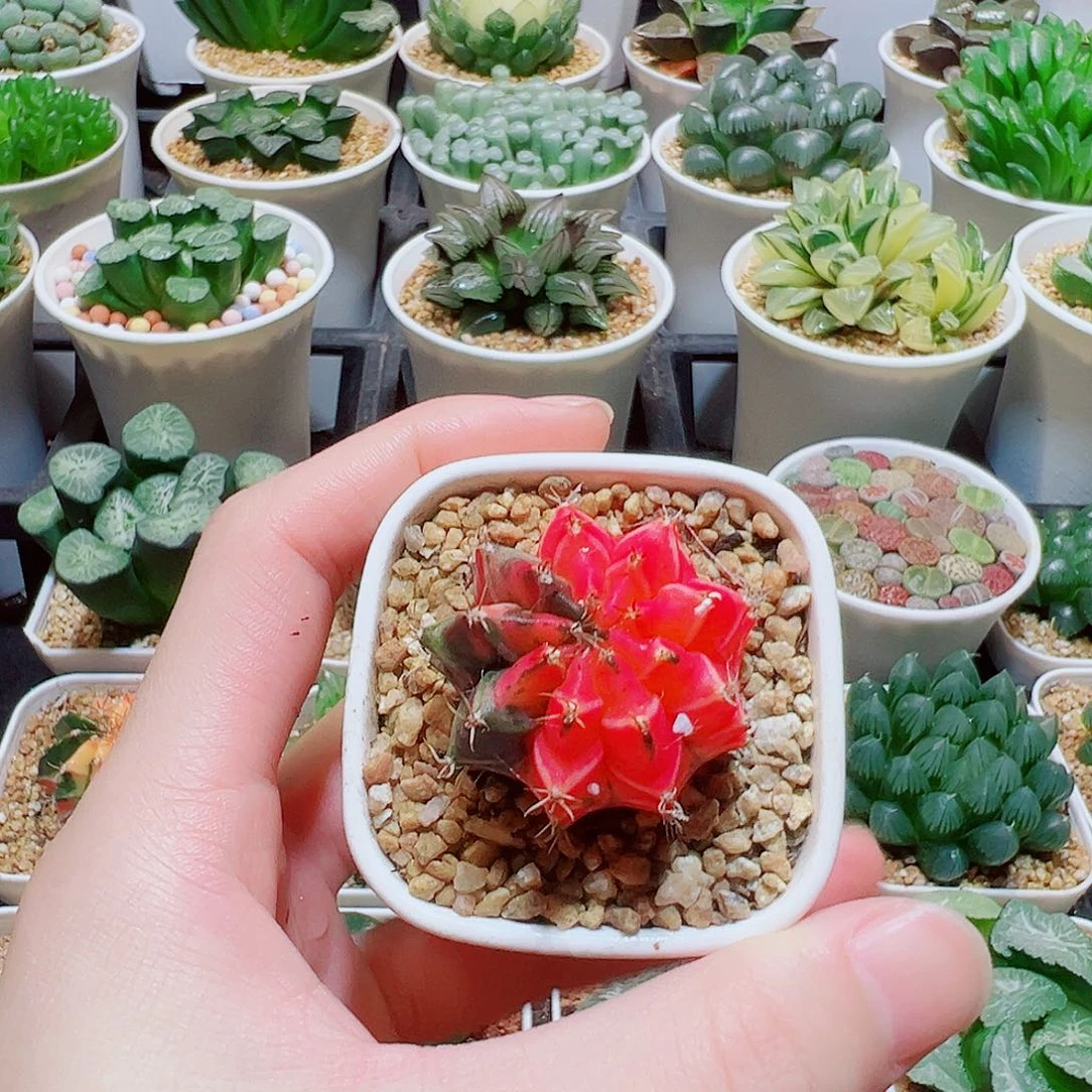 小号的糖果牡丹锦，瓷盆，9.9