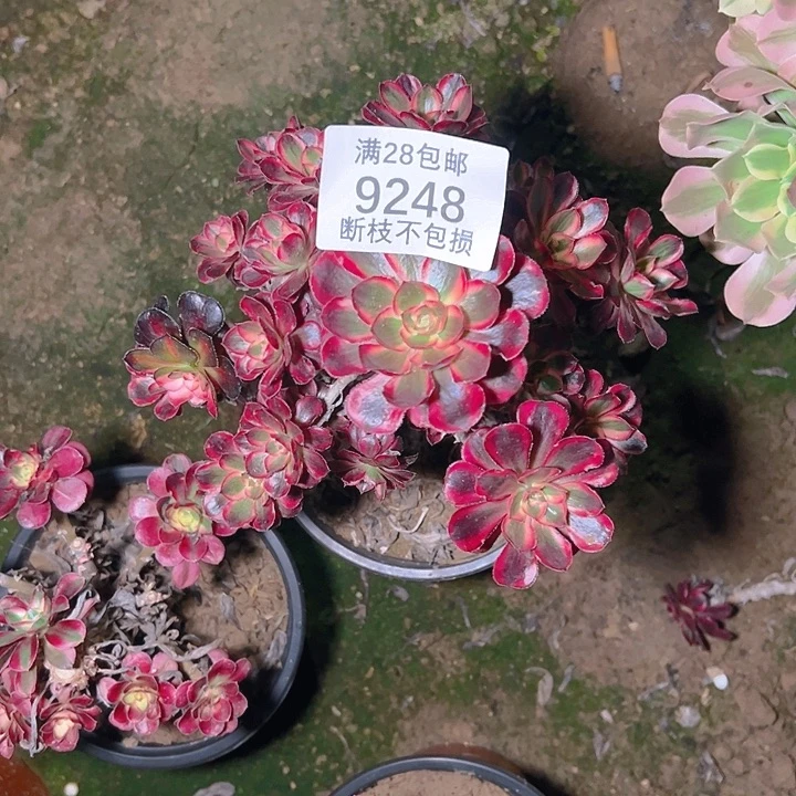 ****儿9248香奈儿多肉植物