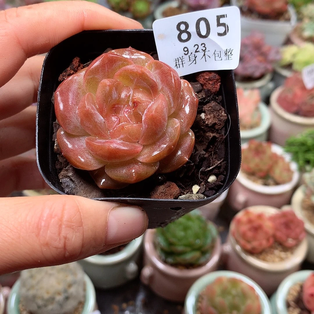 精控拇指盆9.23805