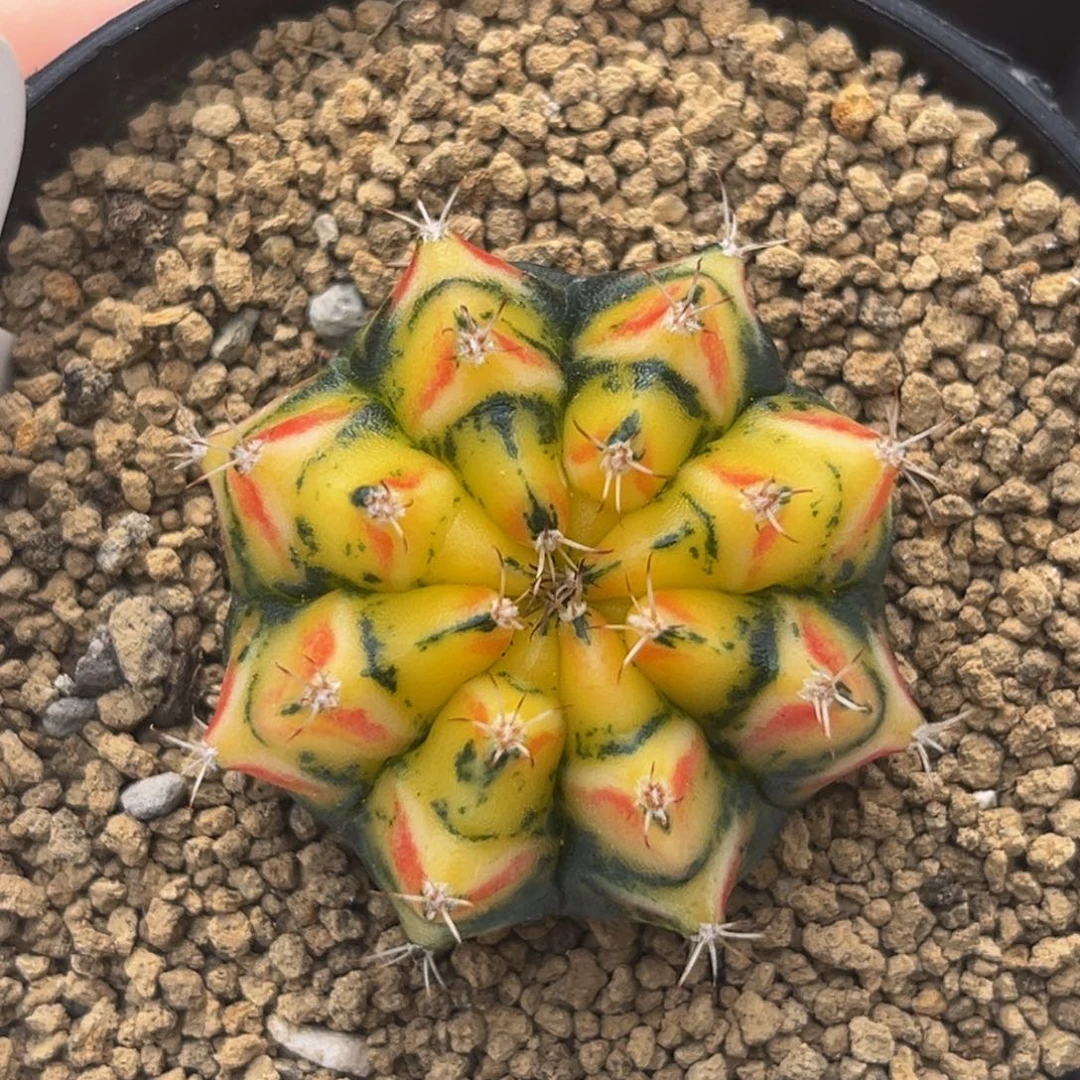 幻影骑士 米哈仙人球