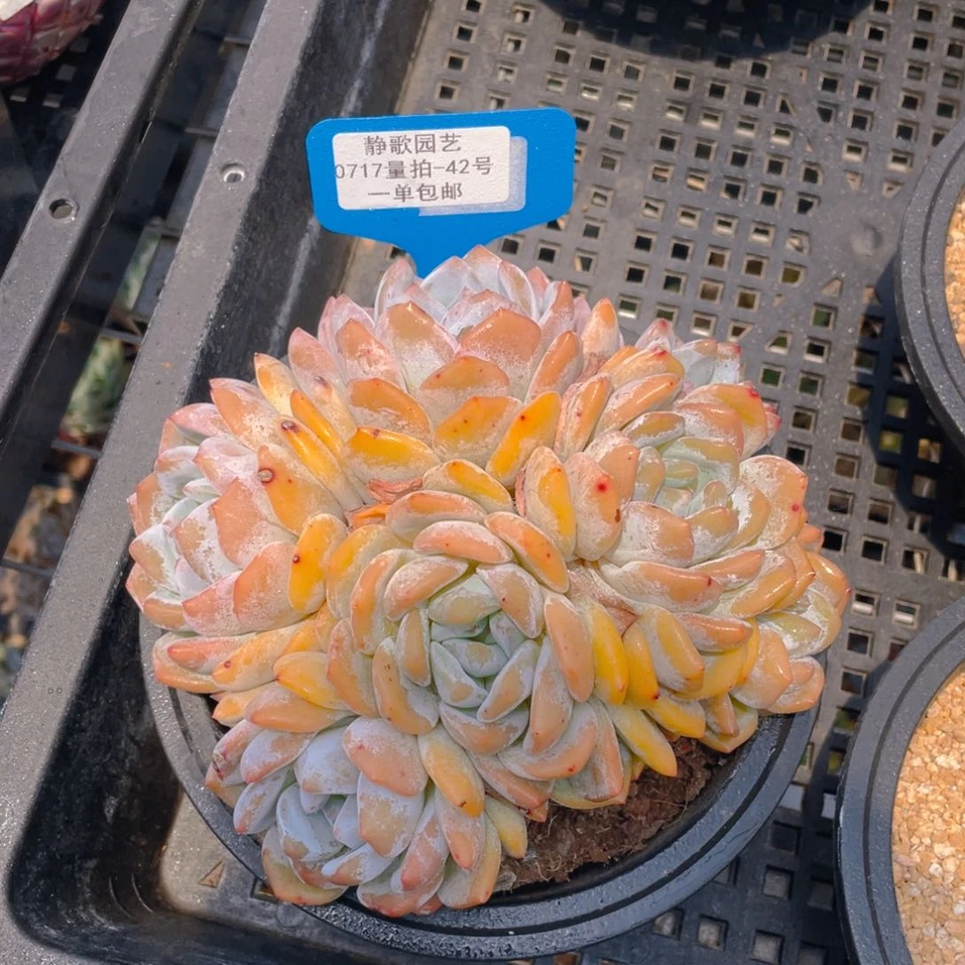 0717-42-韩版梦露老桩一刻