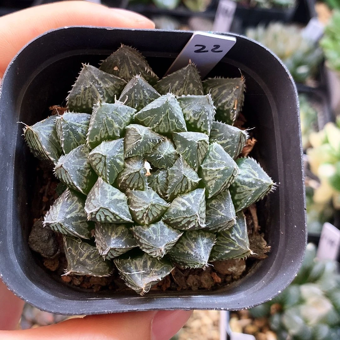 小叶楼兰，22号，带盆带土