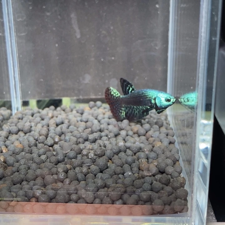 斗鱼泰国斗鱼591号