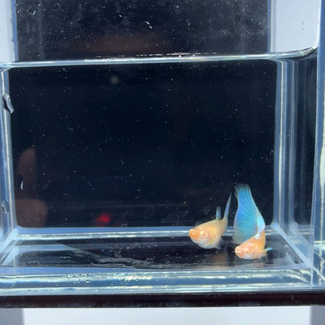 孔雀鱼蓝白飞船亚成一对（44）