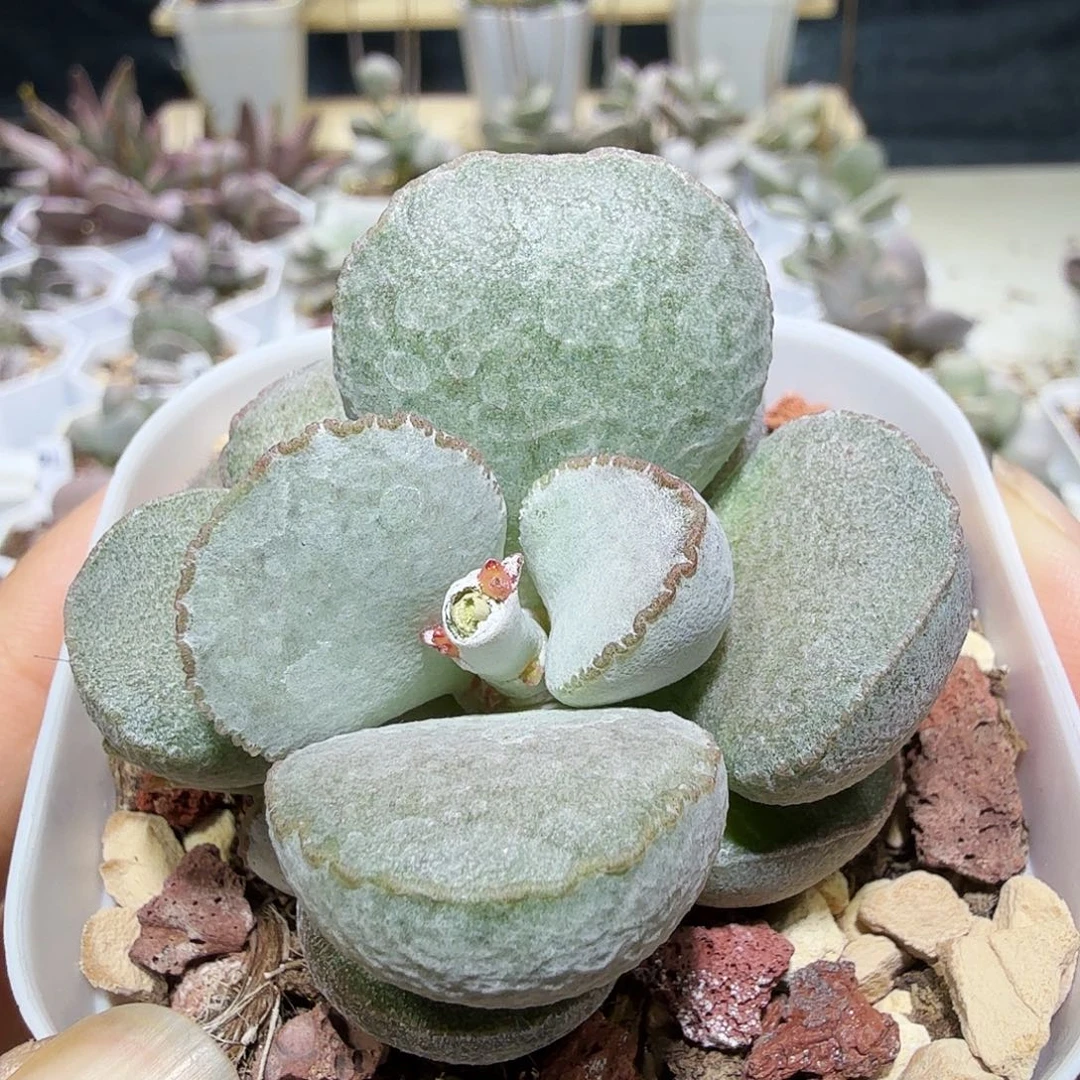 硬叶白蛋水泡多肉植物