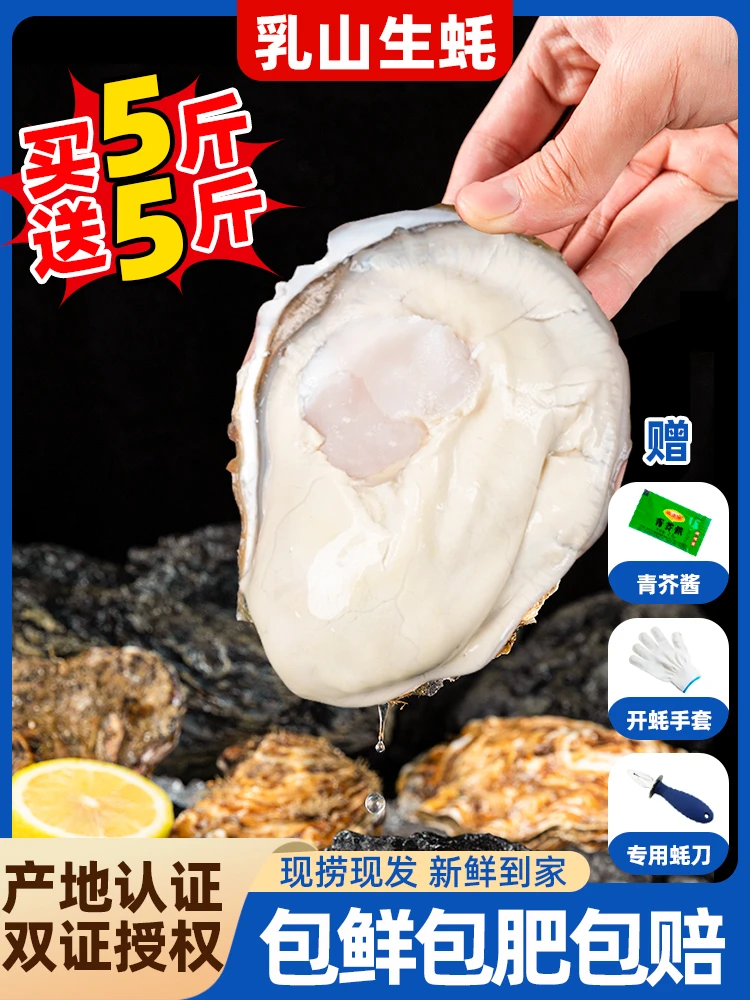 【买五斤送五斤】正宗乳山生蚝牡蛎冷水生蚝个大肉肥鲜活发货10斤装