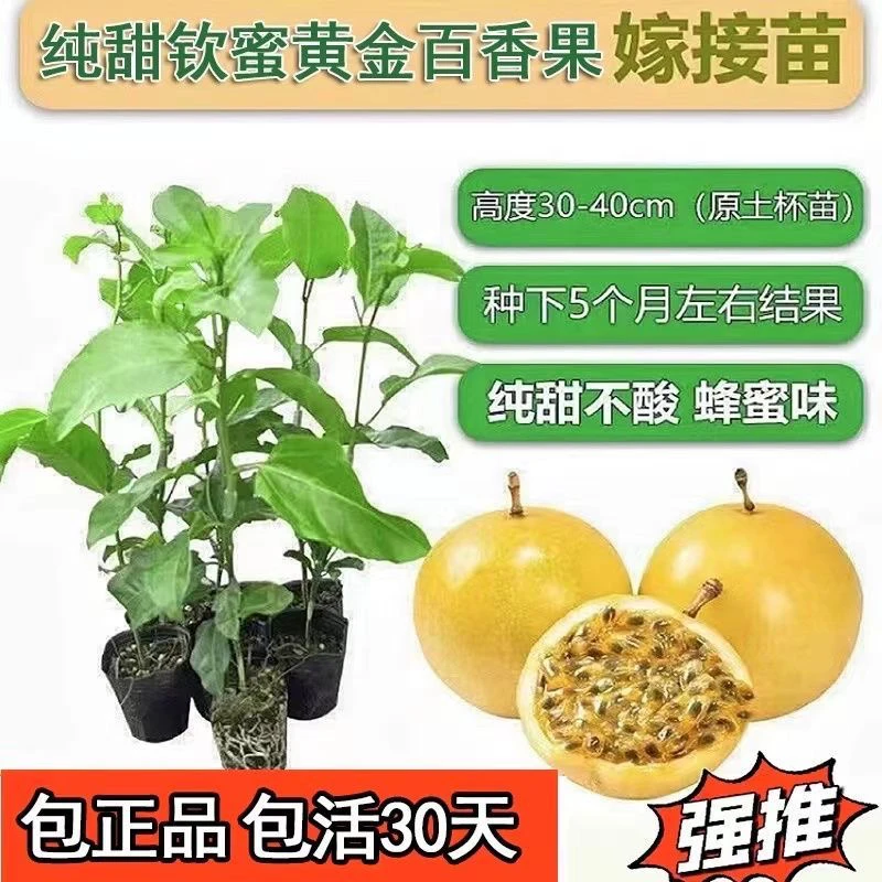 纯甜黄金百香果苗新品种纯甜黄金九号嫁接苗四季爬藤阳台庭院种植