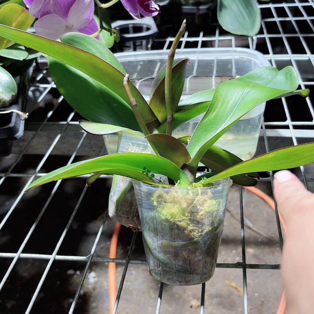 蝴蝶兰红玛瑙手带花剑2颗