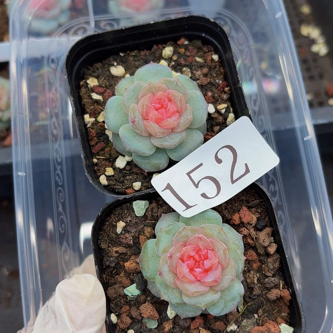 多肉植物多肉植物152