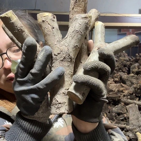 香榧木老****装火琉璃毛料摆件