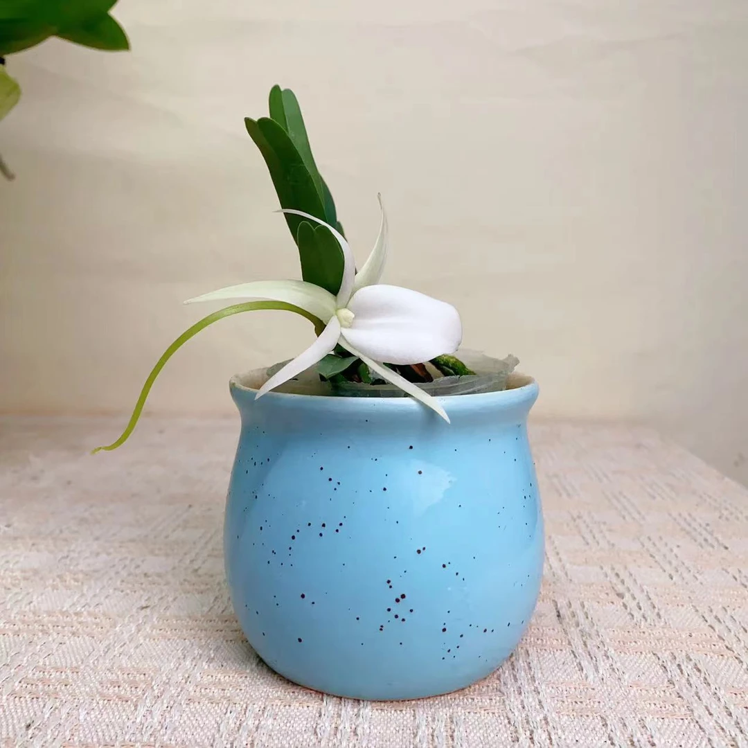 国华优选【迪迪里凤兰】原生蝴蝶兰花卉高雅高级艺术盆栽组盆系列