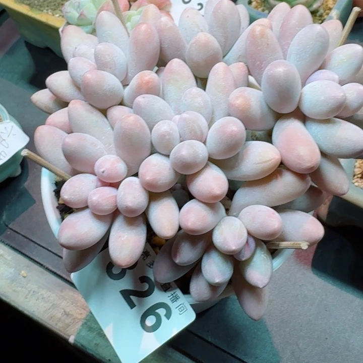 汤圆群生         精控精养多肉植物