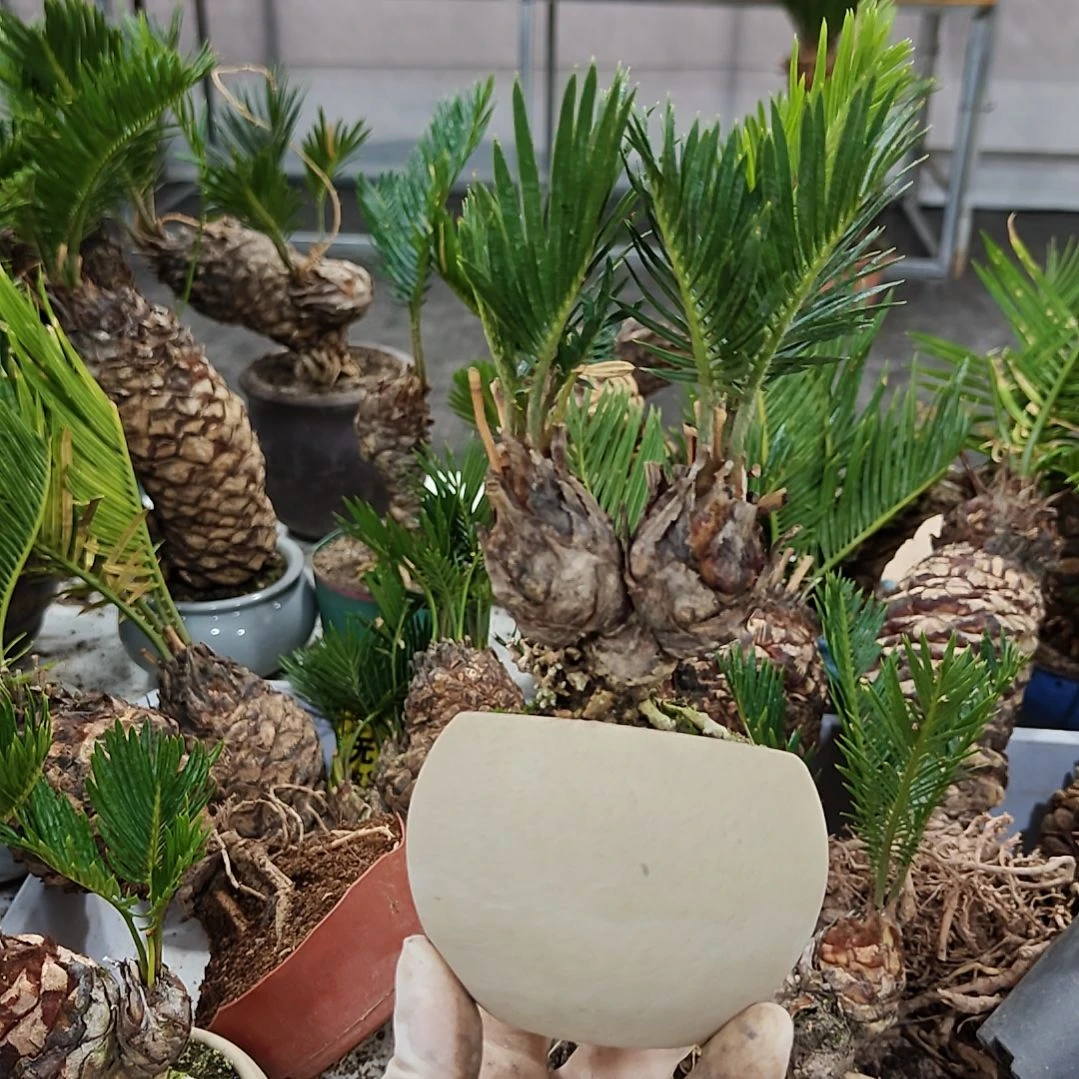 羊***Y无花朵白鳞铁盆景基地价