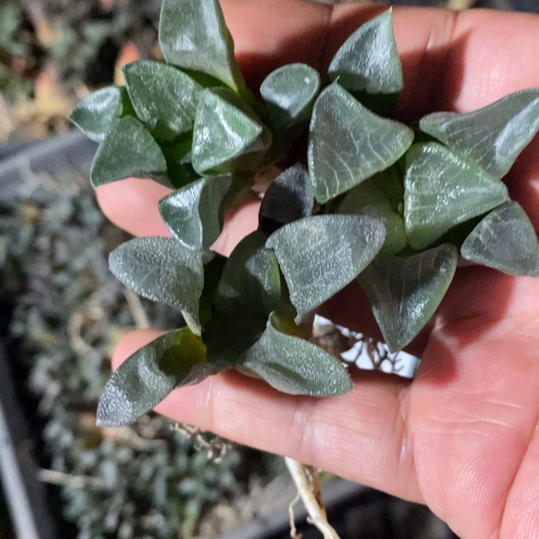 2763 一颗实生克苗 整点福利