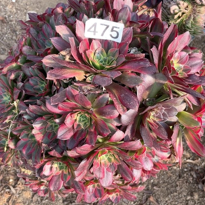 马*艳475多肉植物安娜