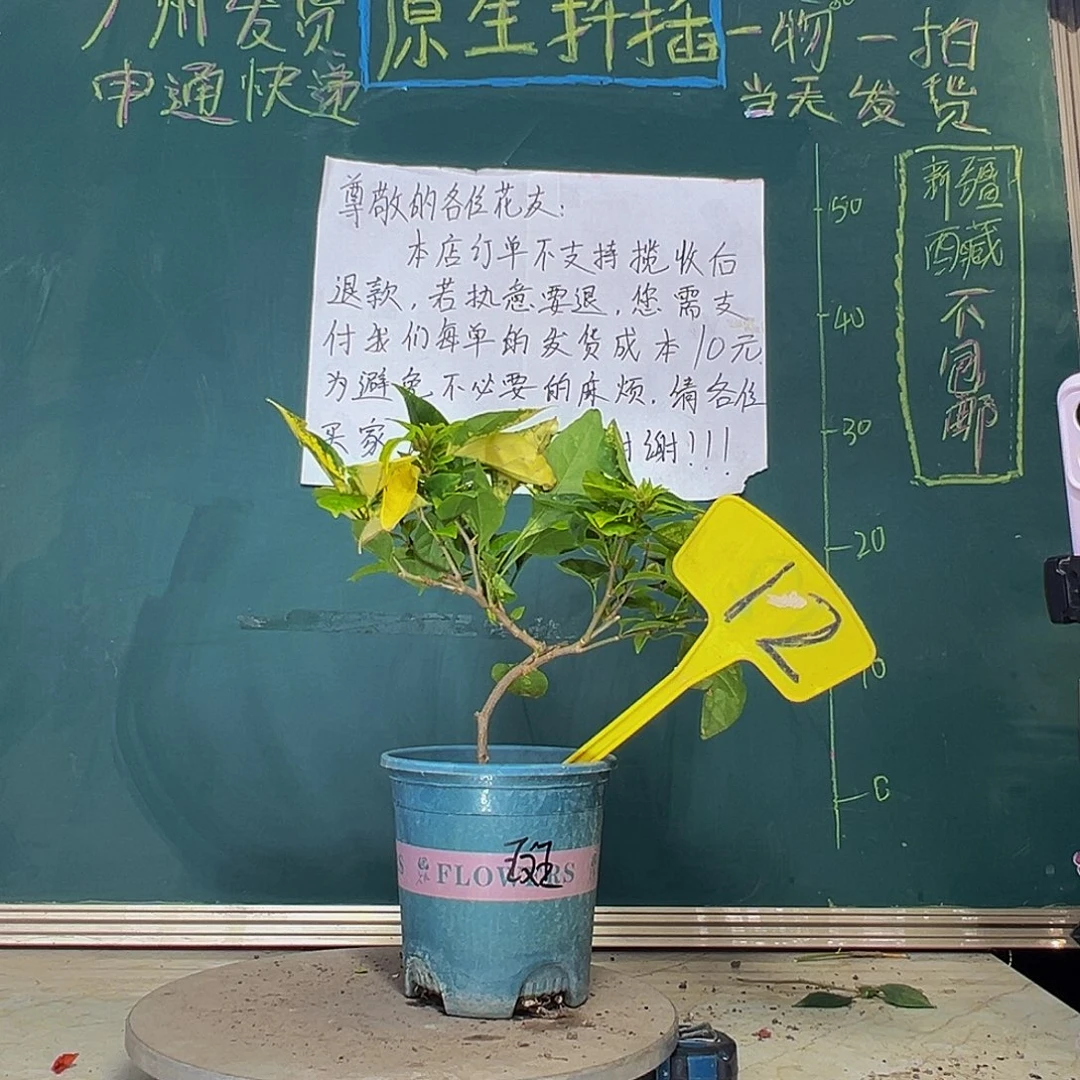 当前无花栽培后可以开花造型 斑红樱 12