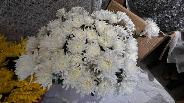 黄白菊 单支 大量供应 价格实惠