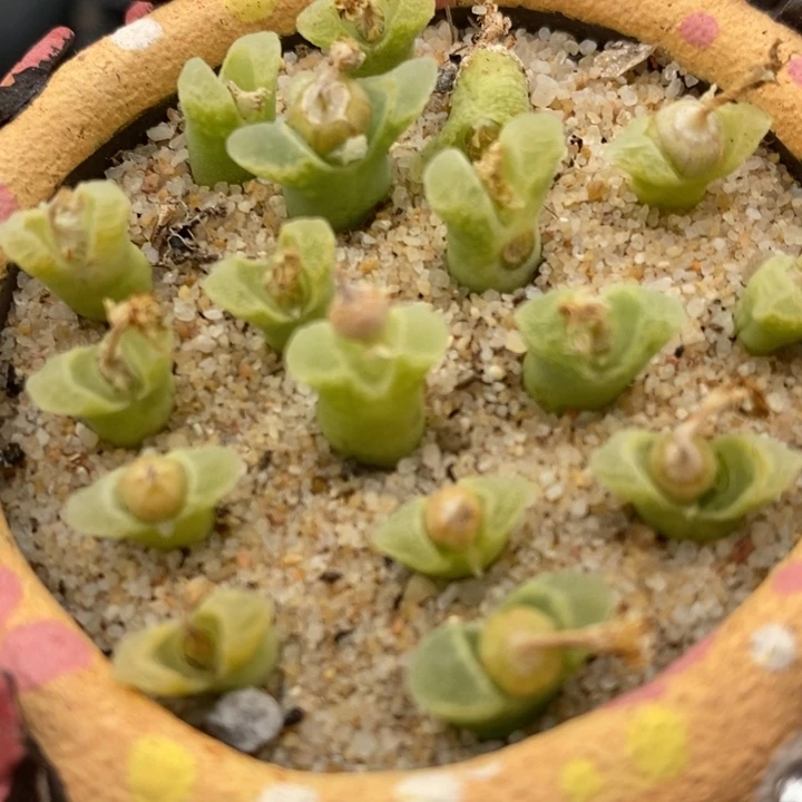 冰风铃一颗冰风铃