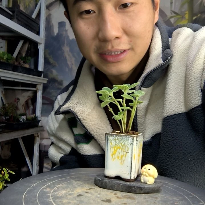 大****大中青园艺一物一拍102