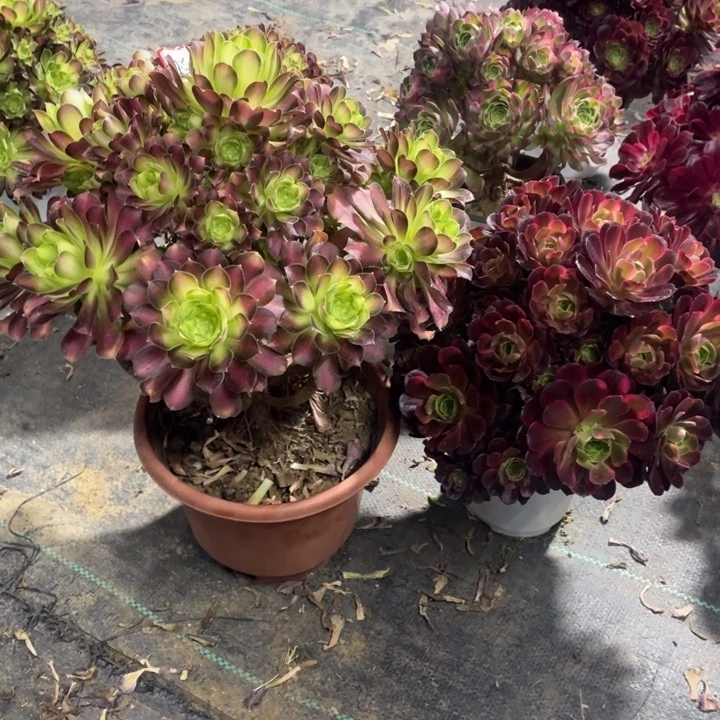 y****o两颗老桩组合法师