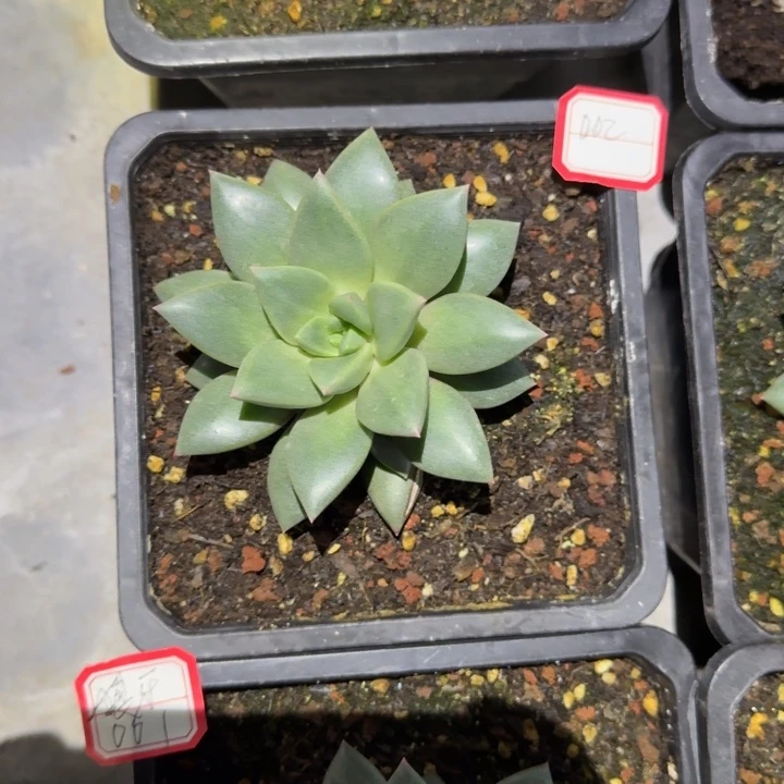 002狼牙新号福利价哦