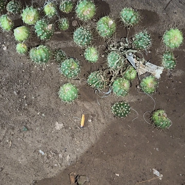 小***丶708侧芽一堆仙人球