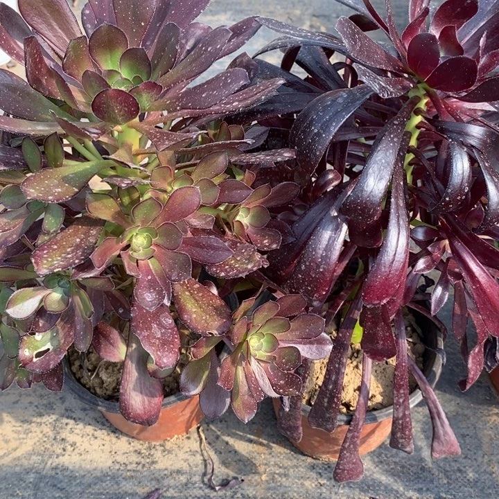 黑法师加黑豆多肉111