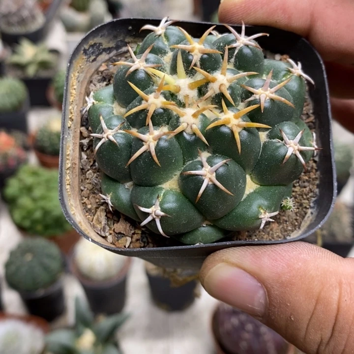 实生豪刺象牙特价3