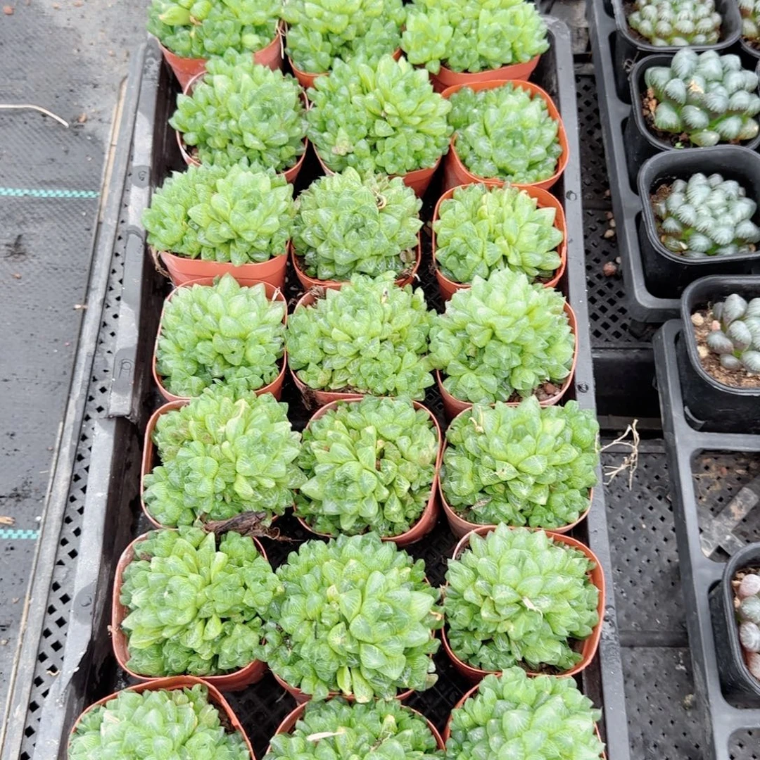 雪花多肉植物一颗