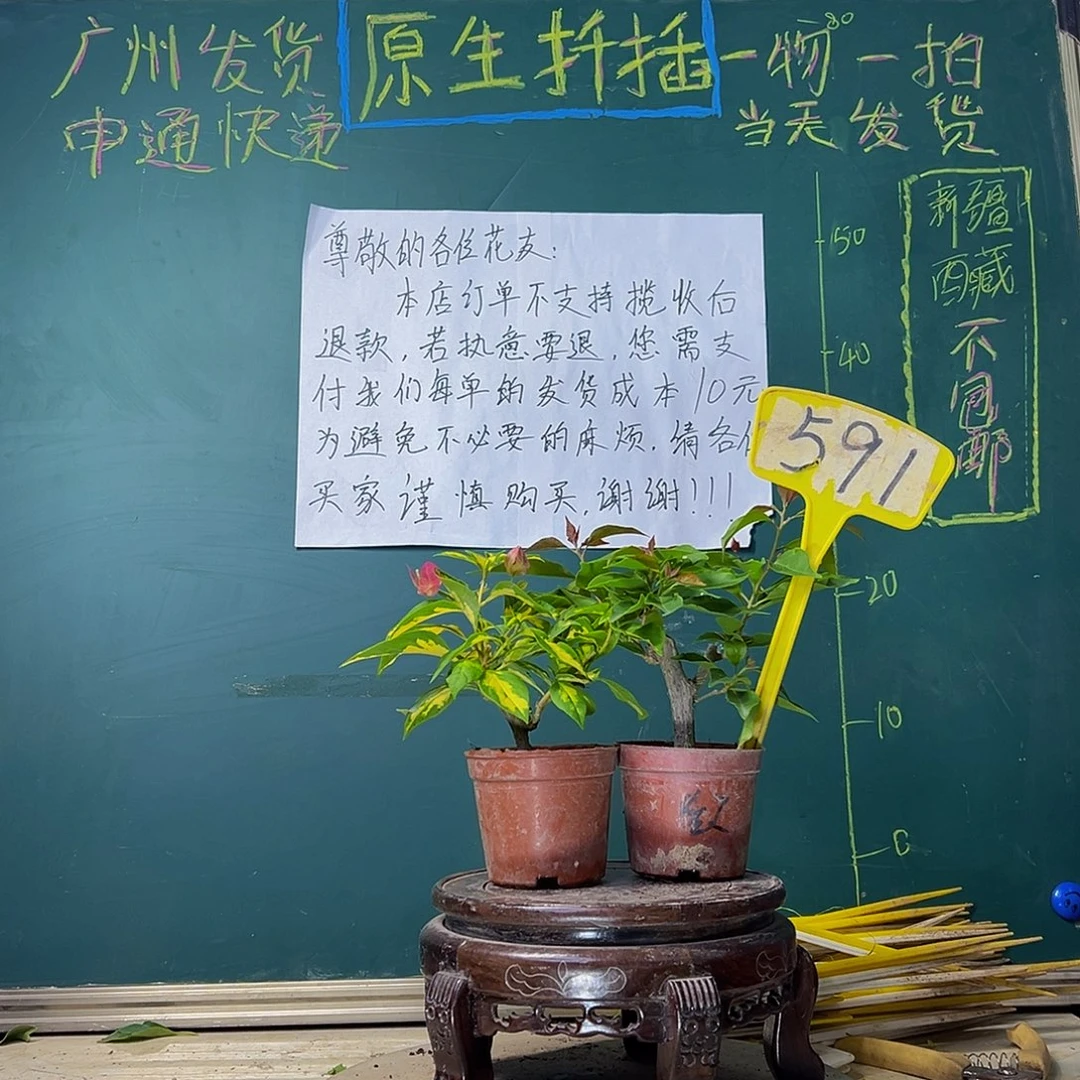 当前无花栽培后可以开花热火桑巴掌中宝 金心双色掌中宝591