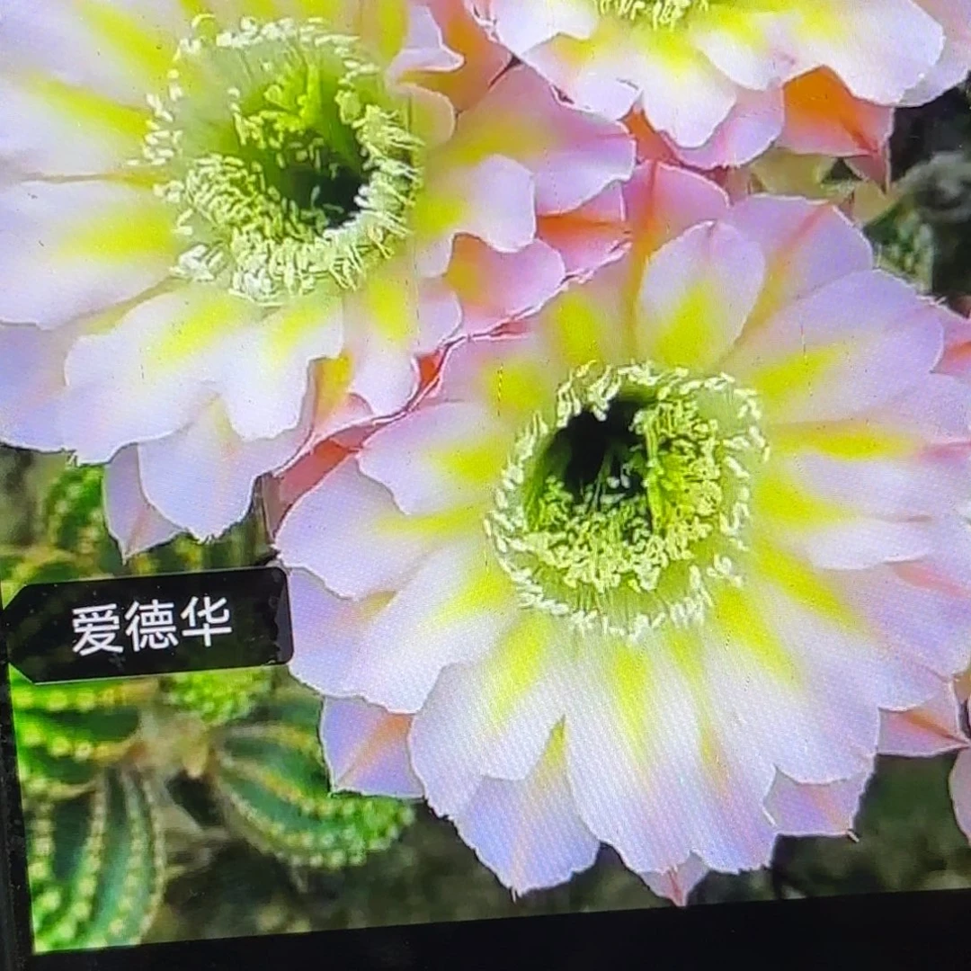 爱德华妇人彩侧牙20包邮仙人球43