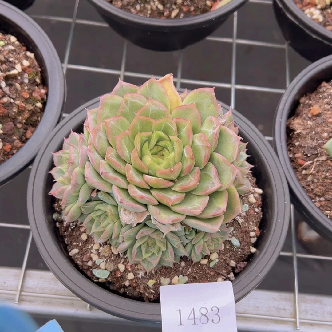 维*呀1483肉肉肉肉肉