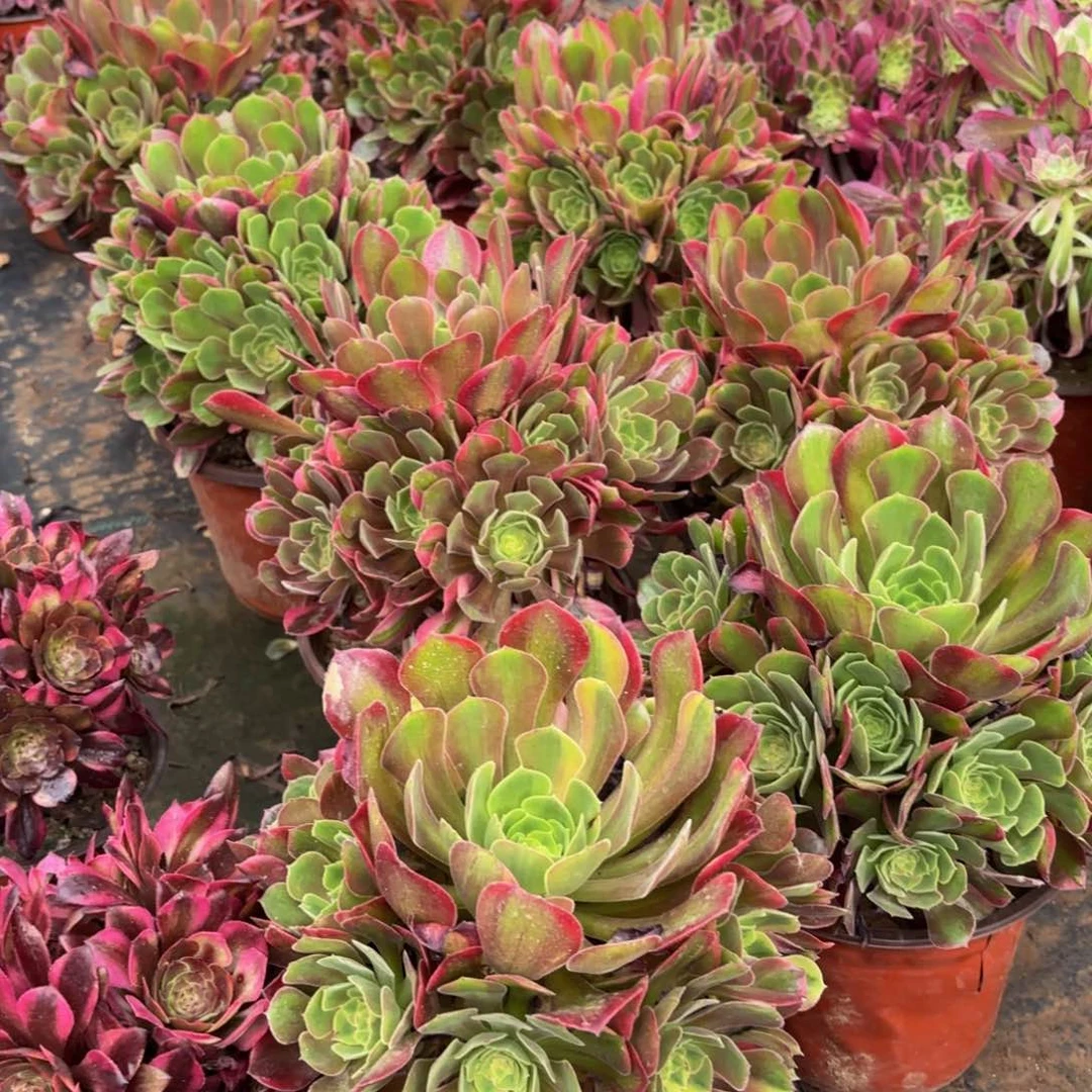 雅典娜9.9法师多肉嫩