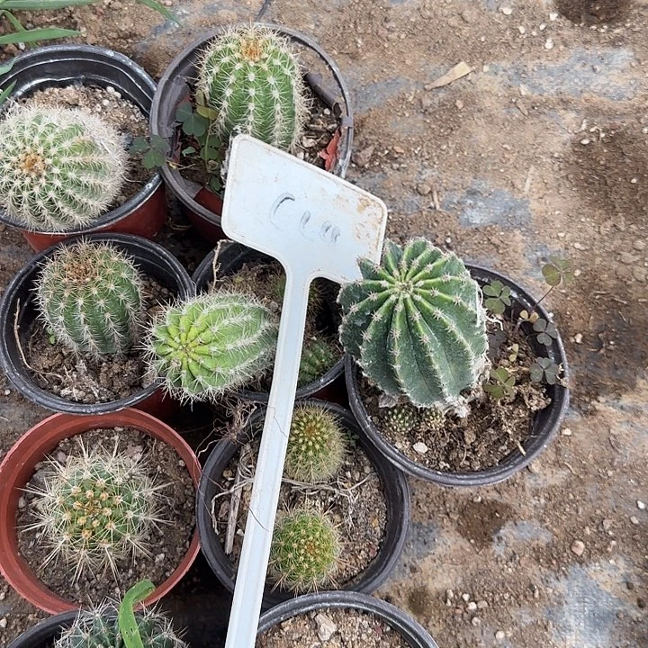 青***故C64毛花柱实生的20的