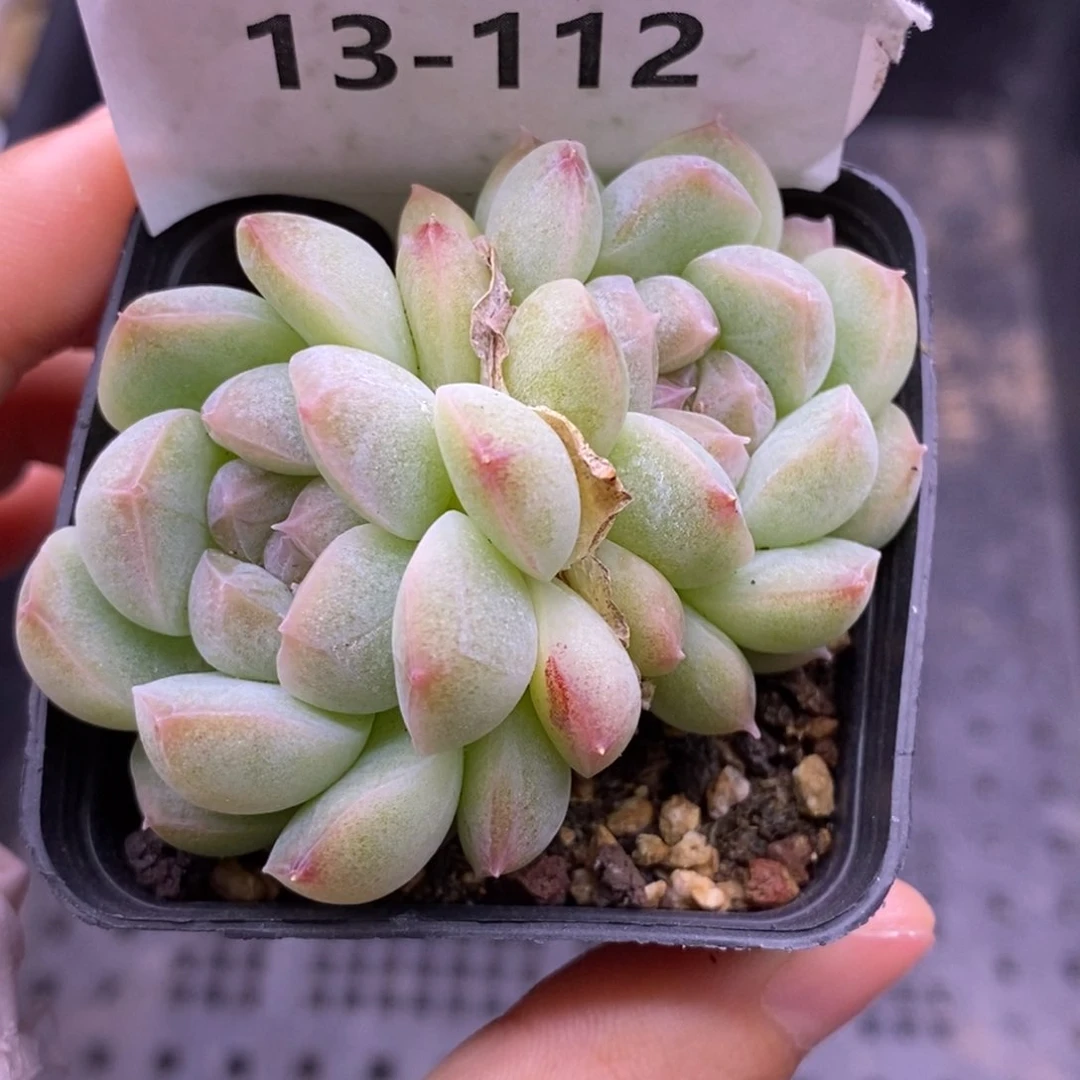 【闪购商品】13-112蜡像