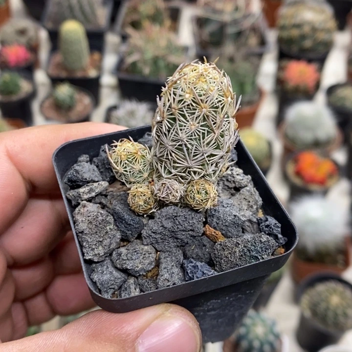 紫王子群特价福利