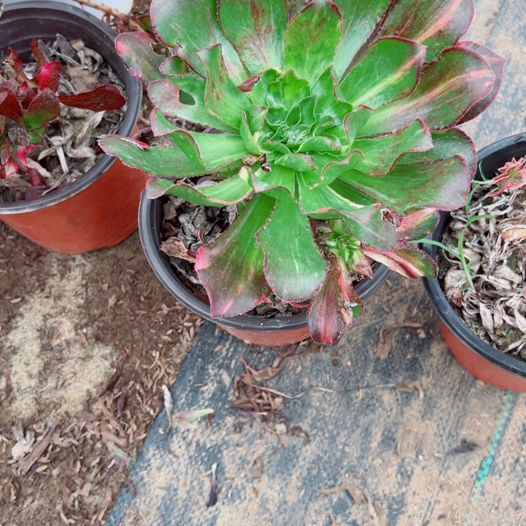 柠***檬232魅影七彩多肉植物法师