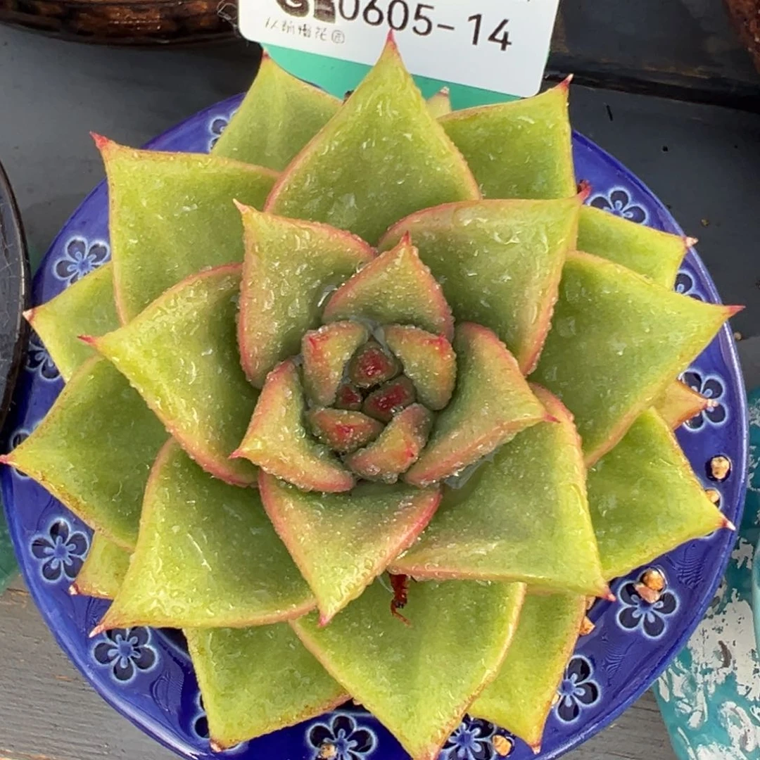 从前慢多肉精选编号0605.14